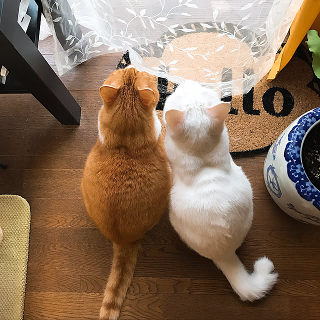 nyanko-beamさんの実例写真