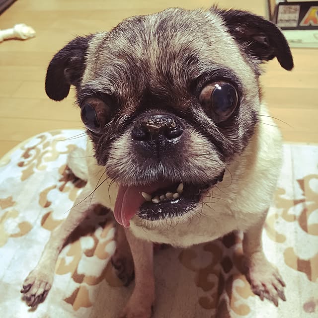oyoriさんの実例写真