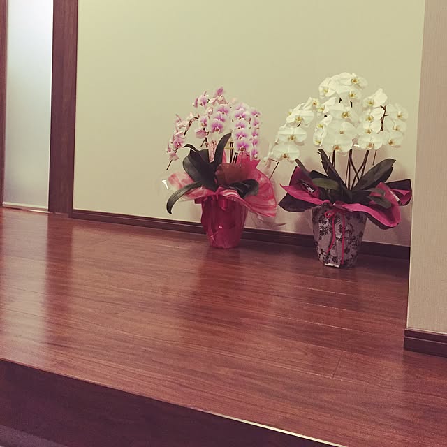 玄関/入り口/観葉植物のインテリア実例 - 2017-05-10 00:23:52