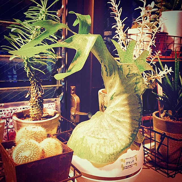 kuroさんの実例写真