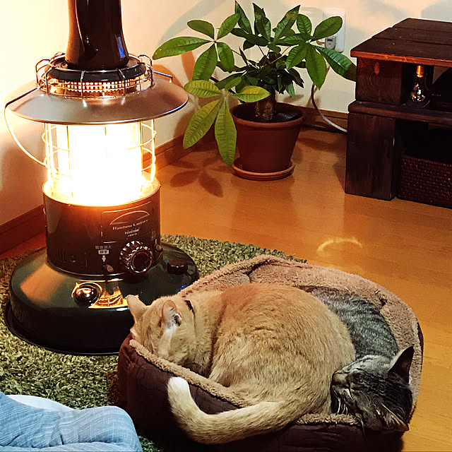 mikan161さんの実例写真