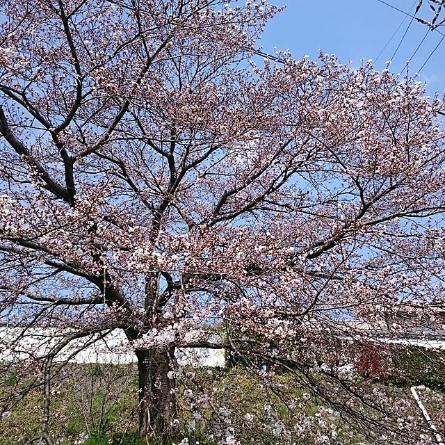 実例写真