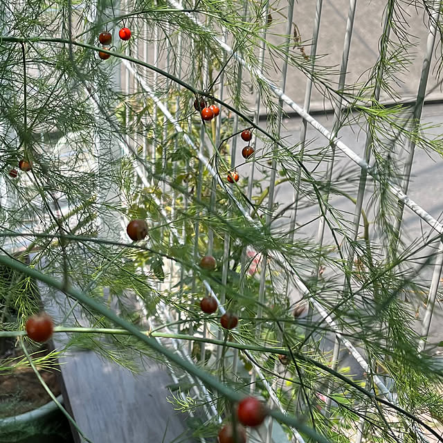 seiseiさんの部屋