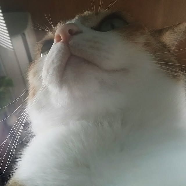 annさんの実例写真