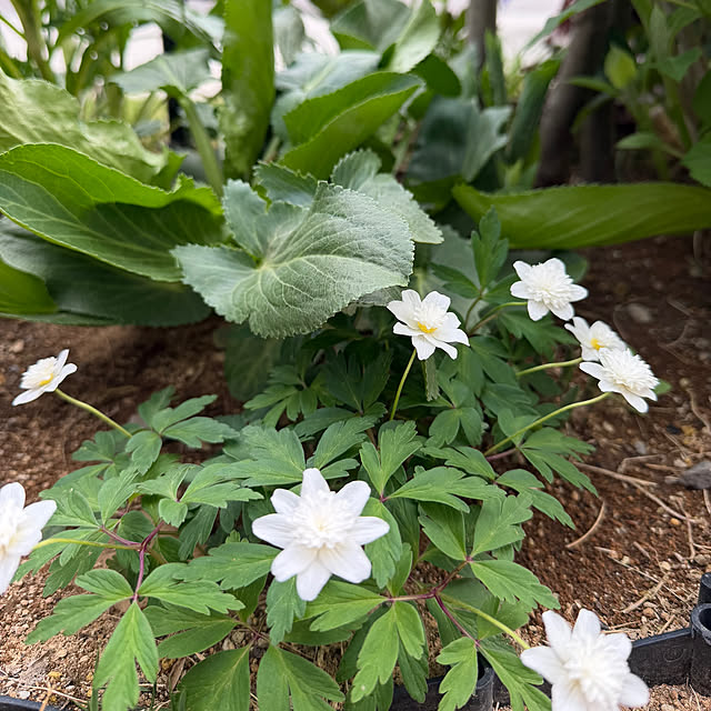 kurinokiさんの部屋