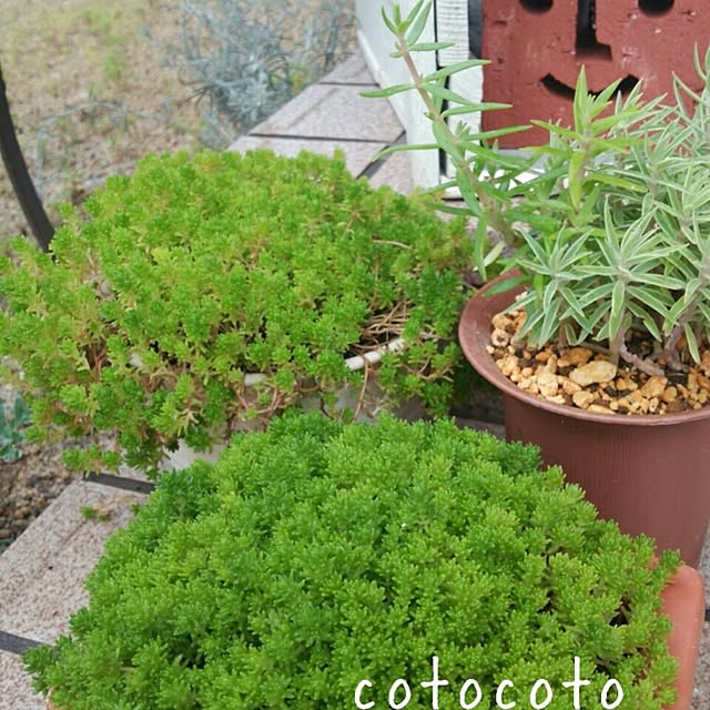 cotocotoさんの実例写真