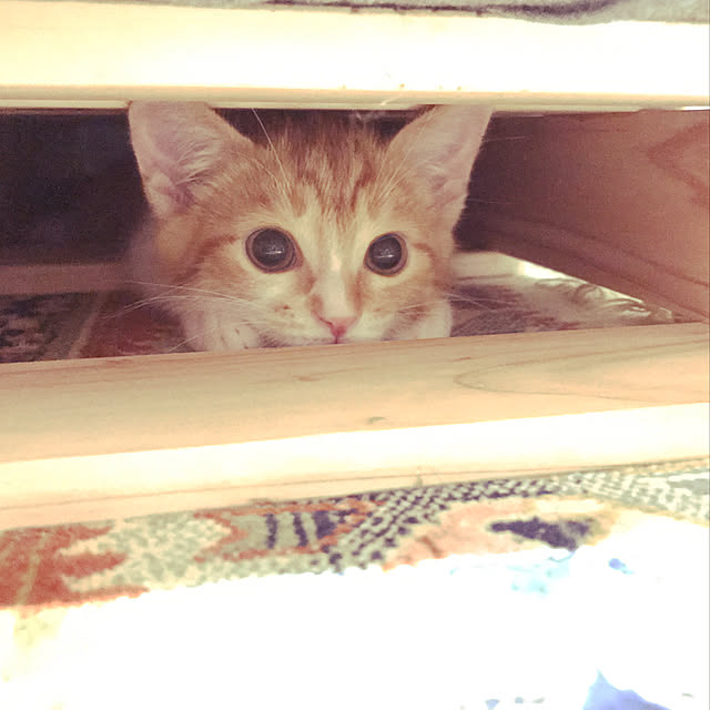 Kobamiさんの実例写真