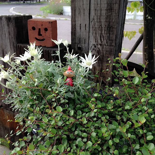 okeiさんの実例写真