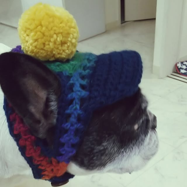 panchobiさんの実例写真