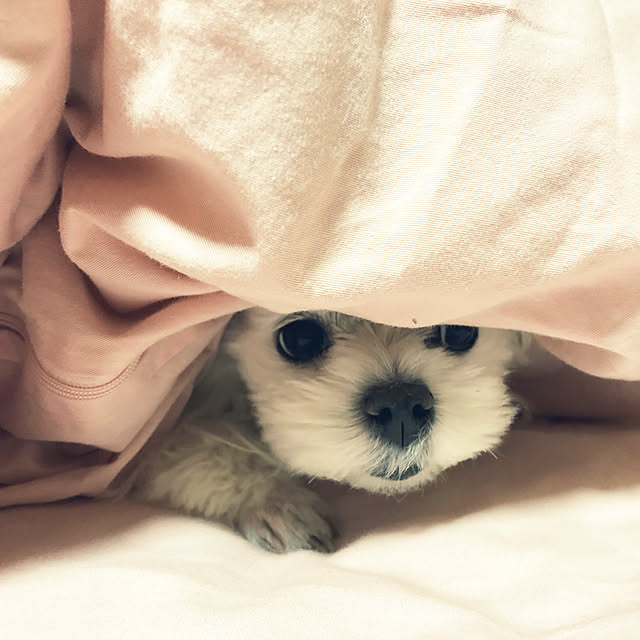 momo01_15さんの実例写真