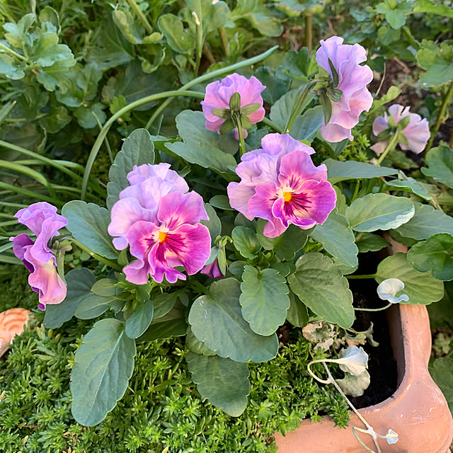 shiotanさんの実例写真