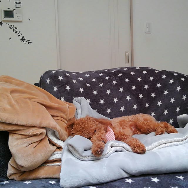 akiasaさんの実例写真