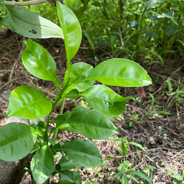 natsumiさんの部屋