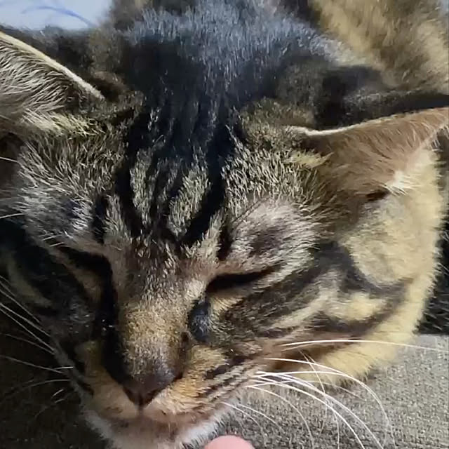 猫ちゃんが大好き❤/リビングのインテリア実例 - 2019-11-03 10:44:40