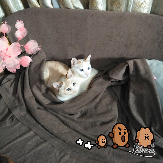 posauruさんの実例写真