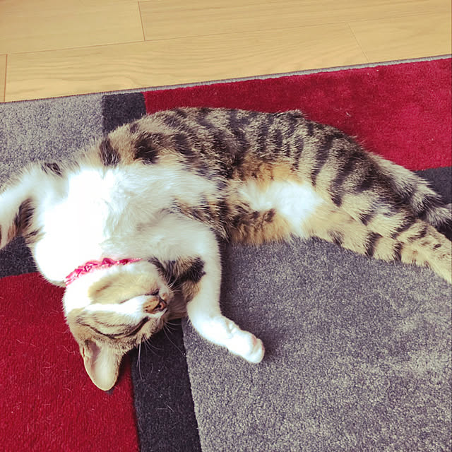 kayoさんの実例写真
