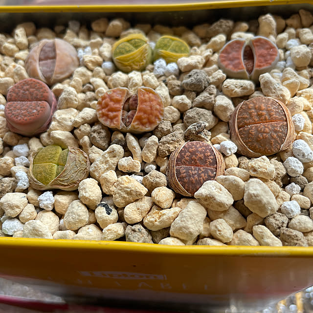 kikoさんの実例写真