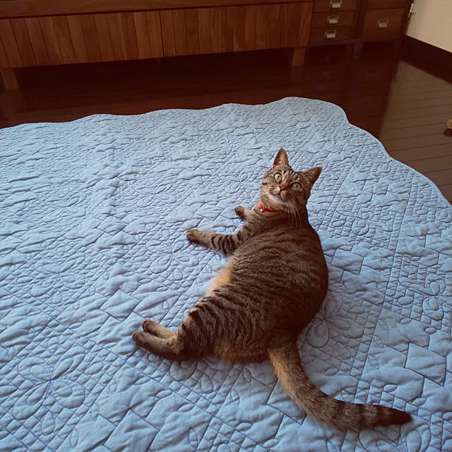 komugiさんの実例写真