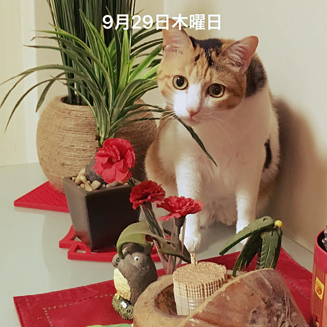 実例写真