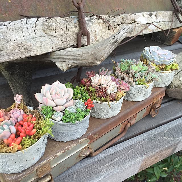 多肉植物寄せ植え/リメイク缶/ガーデン雑貨/好きな時間/癒し