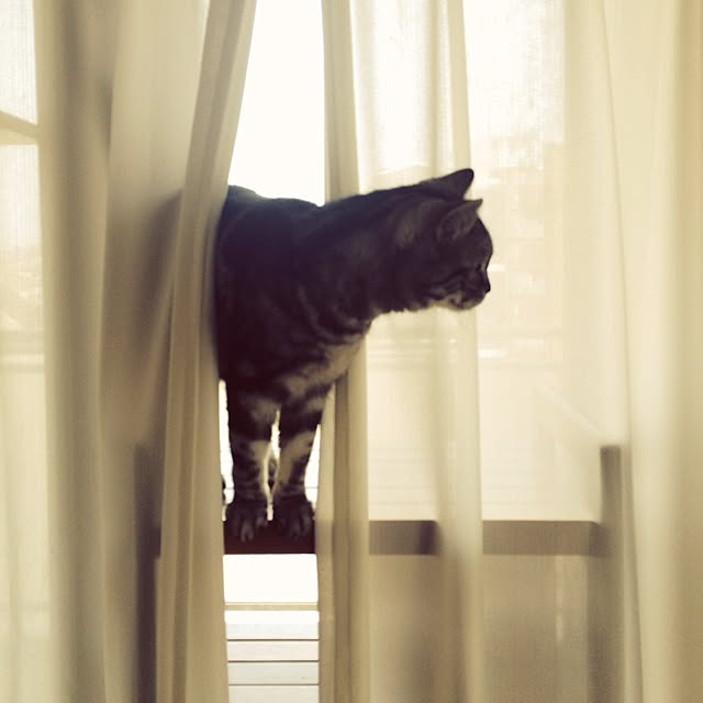mikomaruさんの実例写真