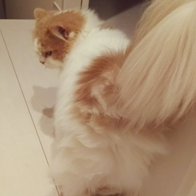 nonkoさんの実例写真