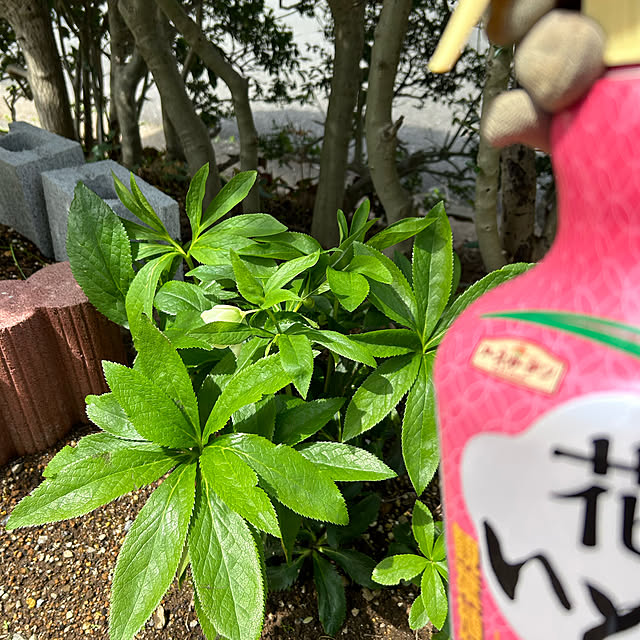 shabby666さんの部屋