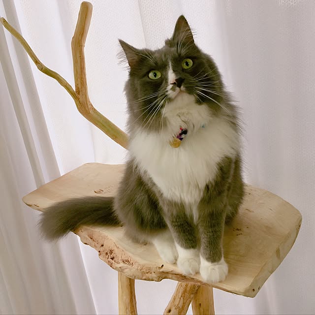 mangomilkさんの実例写真