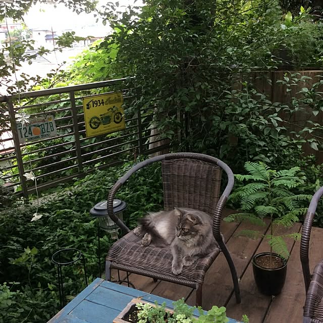 ayuさんの実例写真
