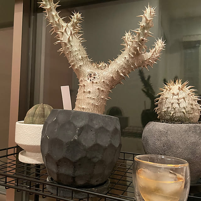 shokuchudokuさんの部屋