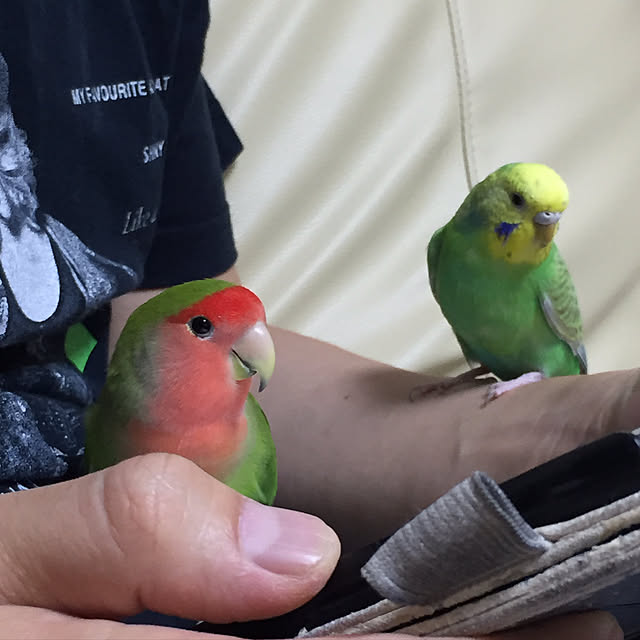 toratanさんの実例写真