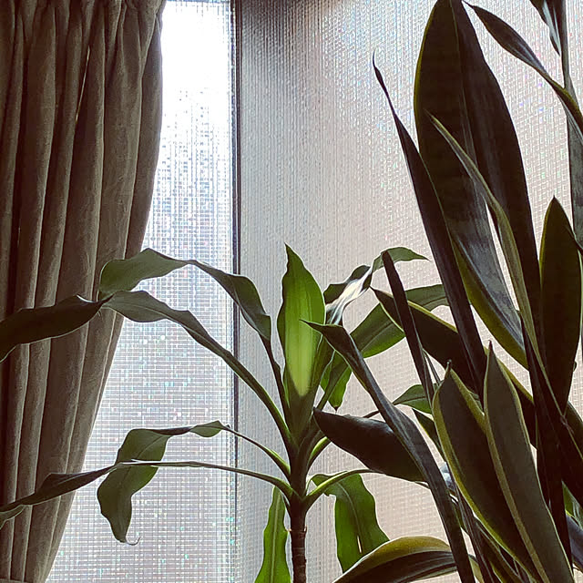 KirinPandaさんの実例写真