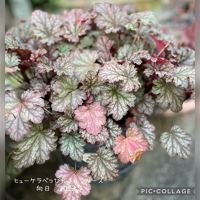 buchiさんの部屋