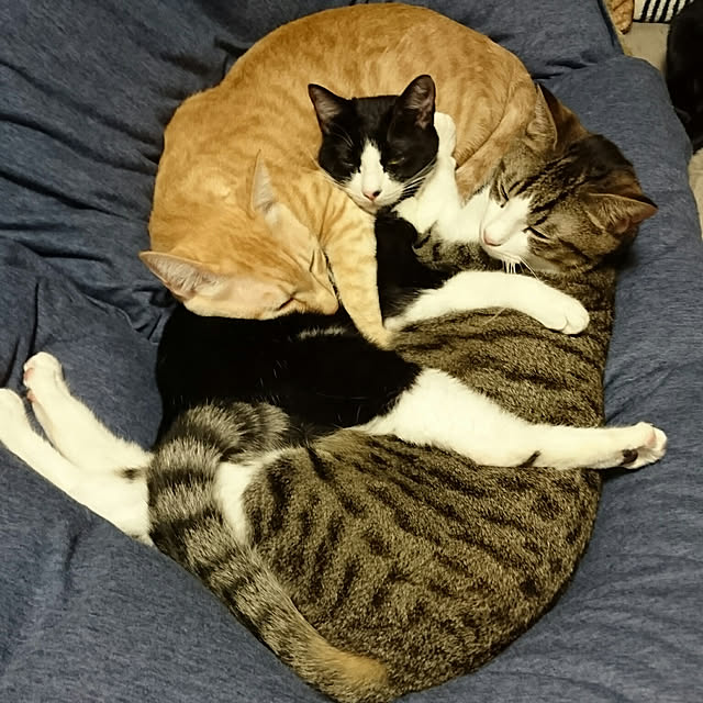 shiiiさんの実例写真