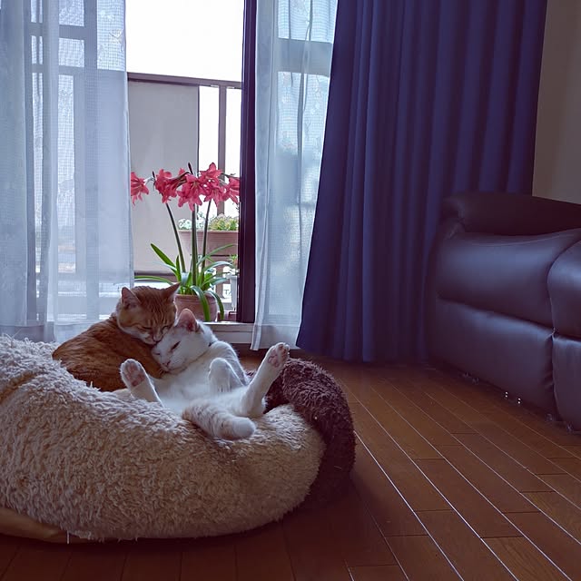 NOAHさんの実例写真