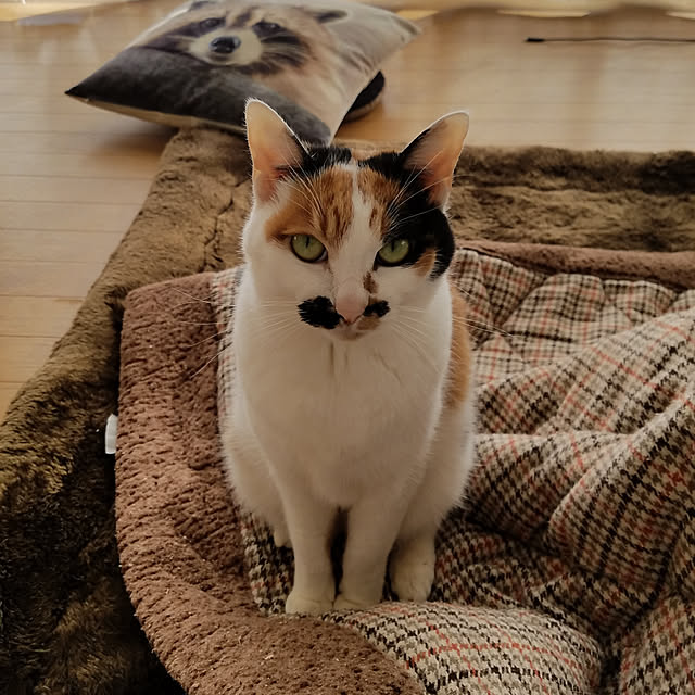 Kinanさんの実例写真