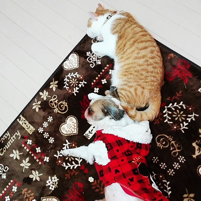 Toyomiさんの実例写真