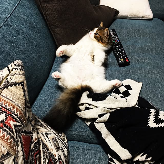 cotesanさんの実例写真
