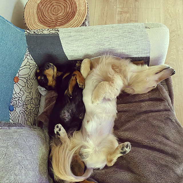 uninekoさんの実例写真
