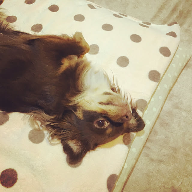 cookie_houseさんの実例写真