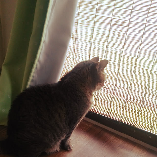 部屋全体/ねこと暮らす/ネコ好き/昔はねこのいる日常でしたのインテリア実例 - 2021-07-31 23:07:58