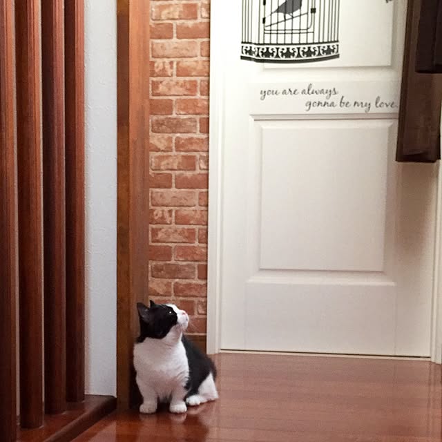butachanさんの実例写真