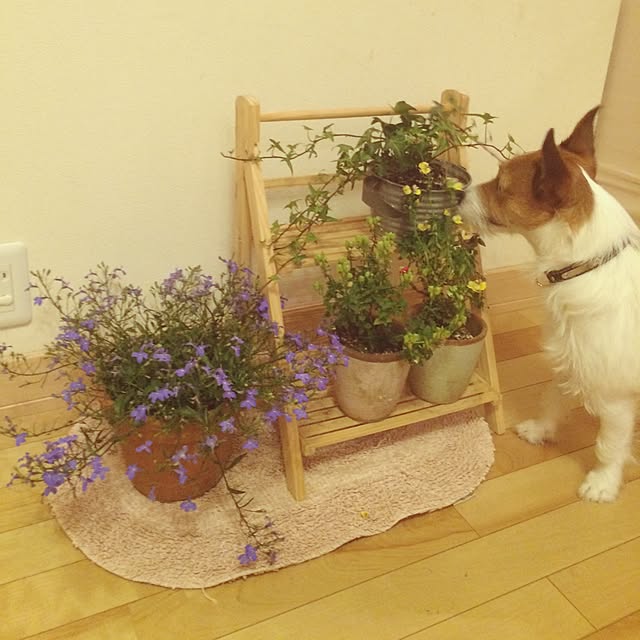 Mioさんの実例写真