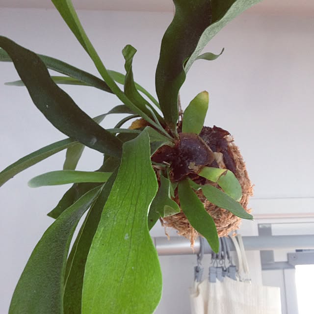 hiroさんの実例写真