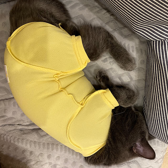 pigukoさんの実例写真