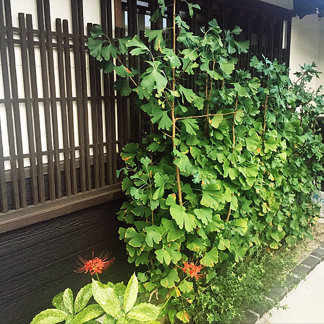 naokazuさんの実例写真