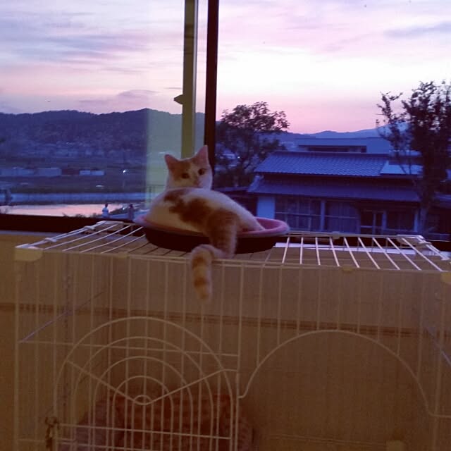 chaanさんの実例写真