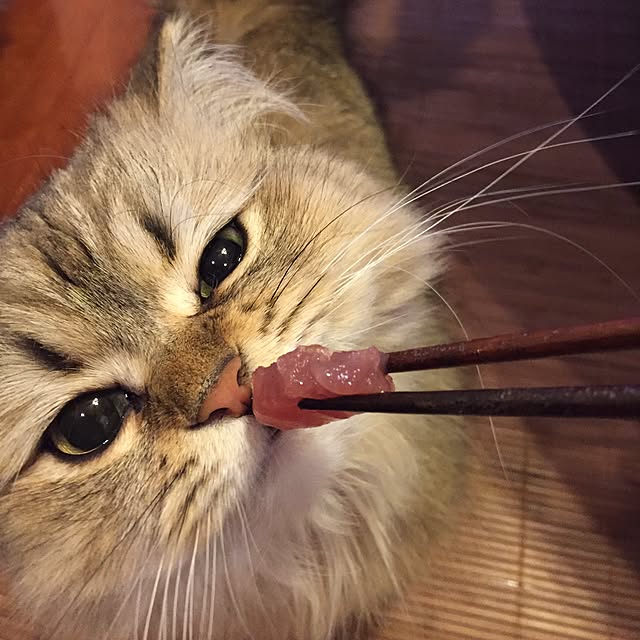 butachanさんの実例写真