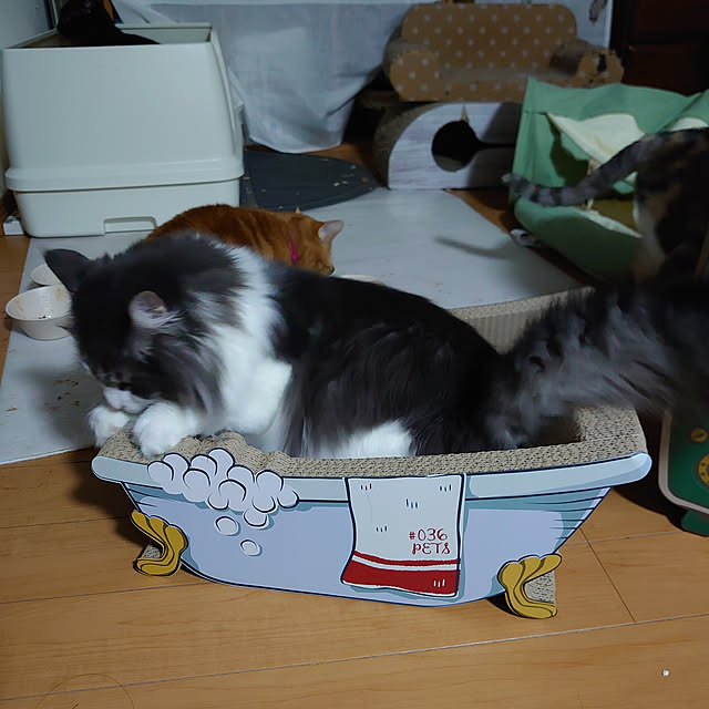 shinobuさんの実例写真