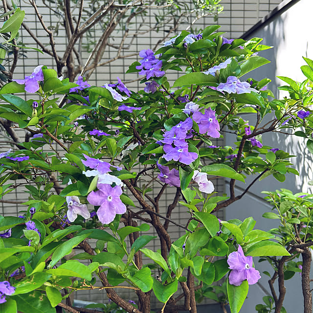 happy-sachiさんの部屋